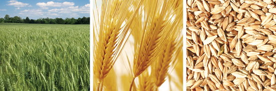 AG ICON WHEAT