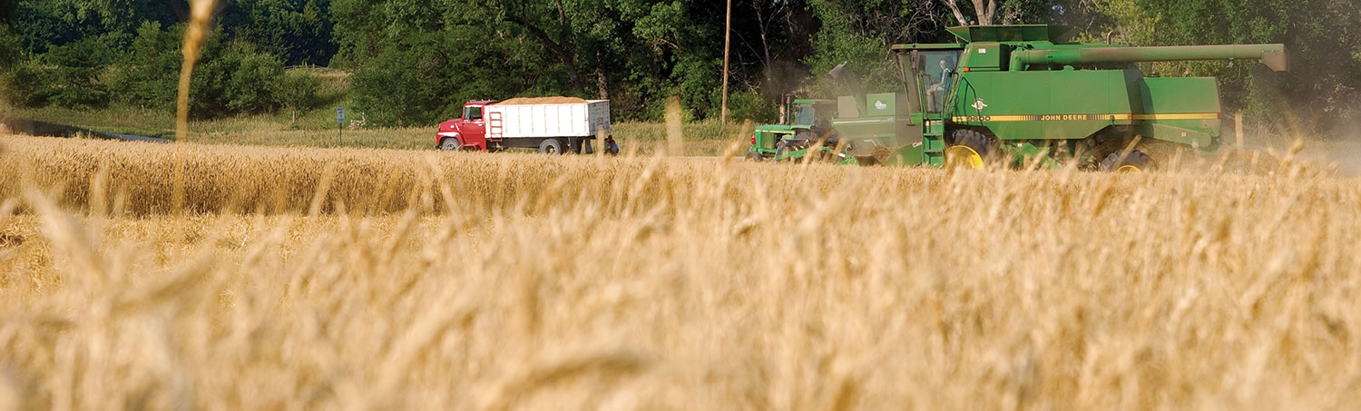 Combine in wheat field