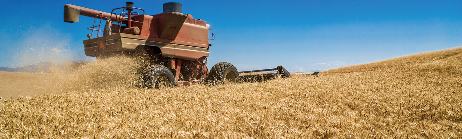 Combine in wheat field